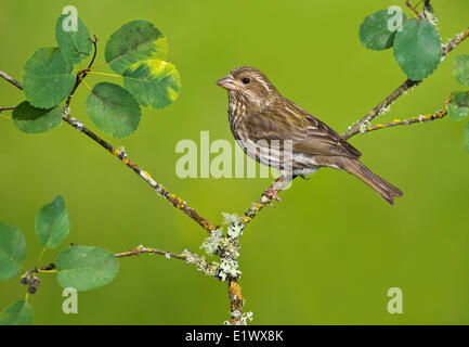 Lila Finch - Saanich BC Stockfoto