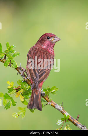 Lila Finch - Saanich BC Stockfoto