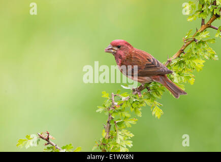 Lila Finch - Saanich BC Stockfoto