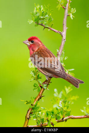 Lila Finch - Saanich BC Stockfoto