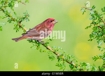 Lila Finch - Saanich BC Stockfoto