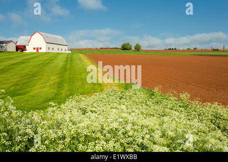 Queen Annes Lace Wildblumen und Scheune, New Haven, Prince Edward Island, Canada Stockfoto