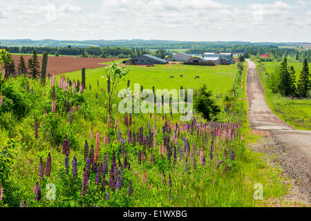 Bauernhof, Burlington, Prince Edward Island, Canada Stockfoto