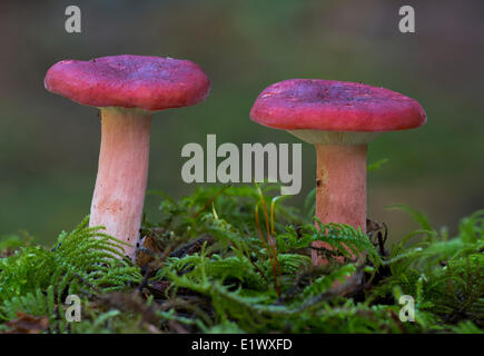 Ubling Queletii Pilz - Beaver Lake Park, Victoria BC Stockfoto