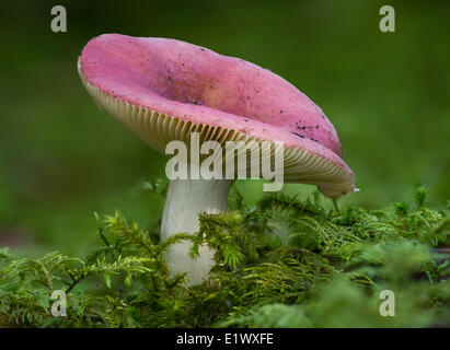 Ubling Spezies Pilz - Beaver Lake Park, Victoria BC Stockfoto