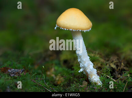 Träuschling Ambigua Pilz - East Sooke Park, Sooke BC Stockfoto