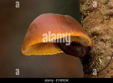 Unbekannte Pilzarten - East Sooke Park, Sooke BC Stockfoto