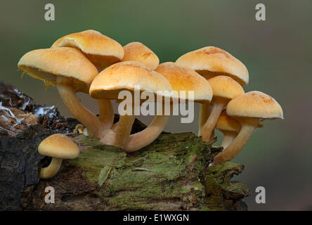 Unbekannte Pilzarten - East Sooke Park, Sooke BC Stockfoto