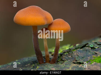 Unbekannte Pilzarten - East Sooke Park, Sooke BC Stockfoto