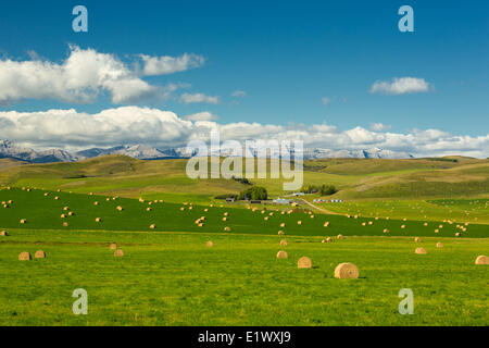 Ballen Heu, Longview, Alberta, Kanada Stockfoto