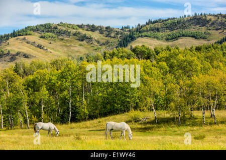 Pferde, Alpenvorland, Longview, Alberta, Kanada Stockfoto