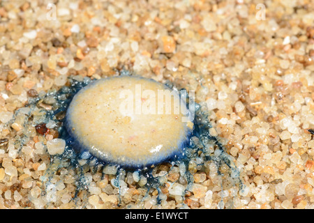 Porpita am Strand Stockfoto