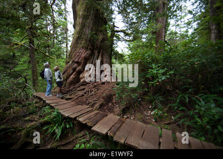 Ein älteres paar inspiziert eine große Zeder auf Meares Island entlang der Promenade.  Meares Island Pacific Rim National Stockfoto