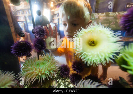 Ein junges Kind schaut in einen Tank Inter Gezeiten Sealife einschließlich Seeanemonen (Actiniaria) lila Seeigel (Echinoidea). bei der Stockfoto