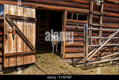 Britisch-Kolumbien, Kanada, der Co-op, Pferd See Community Farm Co-op, Hausschafe, Scheune, Stockfoto