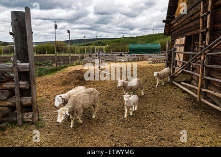 Britisch-Kolumbien, Kanada, der Co-op, Pferd See Community Farm Co-op, Hausschafe, Scheune, Stockfoto