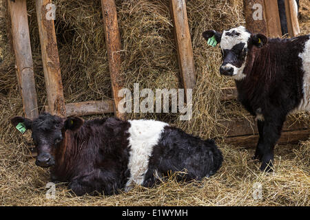 Britisch-Kolumbien, Kanada, der Co-op, Horse Lake Community Farm Co-op, inländische Kühe, Stockfoto