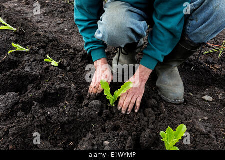 Britisch-Kolumbien, Kanada, der Co-op, Pferd See Community Farm Co-op, Landwirte, Landwirtschaft, Landwirtschaft, Garten, Gartenarbeit, Stockfoto