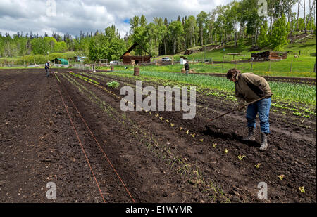 Britisch-Kolumbien, Kanada, der Co-op, Pferd See Community Farm Co-op, Landwirte, Landwirtschaft, Landwirtschaft, Garten, Gartenarbeit, Stockfoto