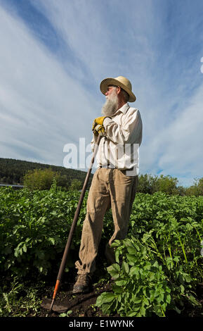 Kanada, British Columbia, See Gemeinschaft Reiterhof, Landwirt, Kartoffel-Patch, Jäten. Stockfoto