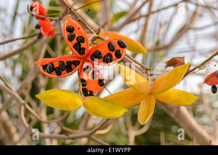 die Samen von Sterculia Lanceolata Baum, es ist eine tropische Pflanzenwachstum in Südasien. Stockfoto