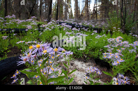 Lindley Aster, Symphyotrichum Ciliolatum unter verbrannte Bäume nach Wald Feuer, Alberta, Kanada Stockfoto