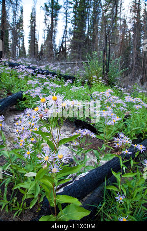 Lindley Aster, Symphyotrichum Ciliolatum unter verbrannte Bäume nach Wald Feuer, Alberta, Kanada Stockfoto