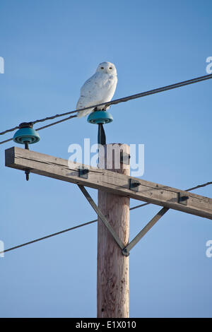 Snowy Eule, Bubo Scandiacus, hoch oben auf Power Pole, Alberta, Kanada Stockfoto