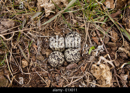 Vier Killdeer, Charadrius Vociferus, Eiern im Nest, Elk Island National Park, Alberta, Kanada Stockfoto