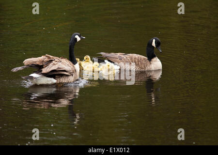 Paar Kanadagänse, Branta Canadensis und Gänsel, Elk Island National Park, Alberta, Kanada Stockfoto