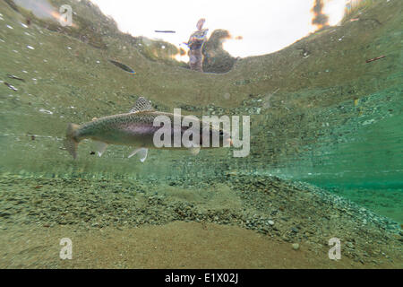 Eine junge Regenbogenforelle (Oncorhynchus Mykiss) auf die Fliege im Fluss Taylor gefangen.  Port Alberni Vancouver Island British Stockfoto