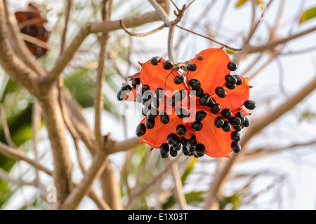 die Samen von Sterculia Lanceolata Baum, es ist eine tropische Pflanzenwachstum in Südasien. Stockfoto