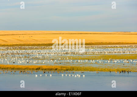 Migrieren von Schneegänsen in der Nähe von Plato, Saskatchewan, Kanada Stockfoto