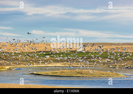 Migrieren von Schneegänsen, Chaplin, Saskatchewan, Kanada Stockfoto