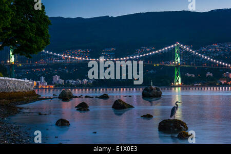 Lions Gate Bridge und Graureiher, Vancouver, Britisch-Kolumbien, Kanada Stockfoto