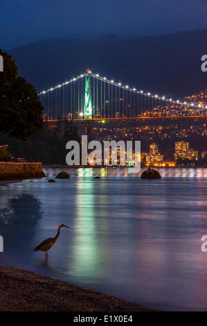 Lions Gate Bridge und Graureiher, Vancouver, Britisch-Kolumbien, Kanada Stockfoto