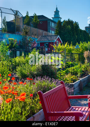 Gemeinschaftsgarten, North Vancouver. Queen Mary Grundschule im Hintergrund. Stockfoto