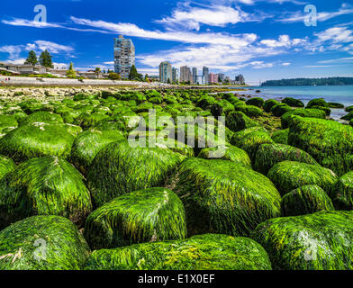 Seetang bedeckt Felsbrocken am Dundarave Beach, West Vancouver, Britisch-Kolumbien, Kanada Stockfoto