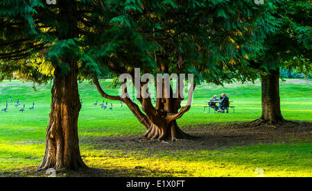 Spielkarten in Stanley Plak Stockfoto