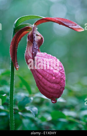 Pink Lady Slipper, Cypripedium acaule Stockfoto