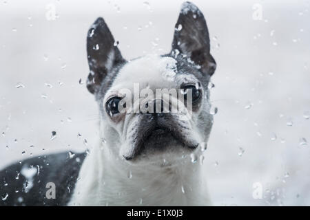 Boston Terrier außerhalb suchen In Stockfoto
