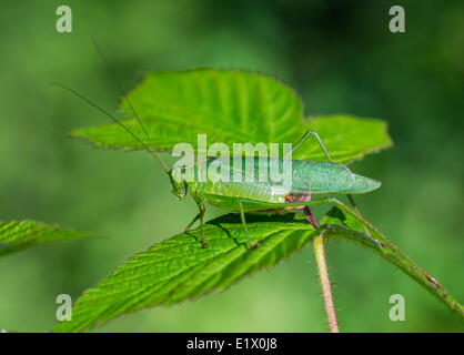 Gabel-Tailed Bush Grashuepfer, Ontario, Kanada Stockfoto