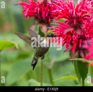 Männliche Ruby – Throated Kolibri, Archilochos Colubris, Ontario, Kanada Stockfoto