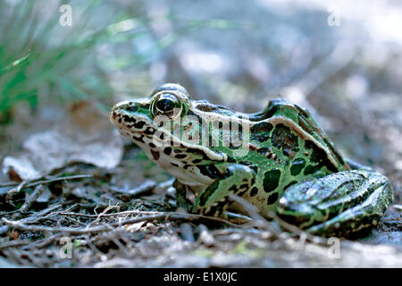 Nördlichen Leopard Frog (Lithobates Pipiens, früher bekannt als Rana Pipiens eine Spezies Leopard Frog die wahre Frosch Familie Native ist Stockfoto