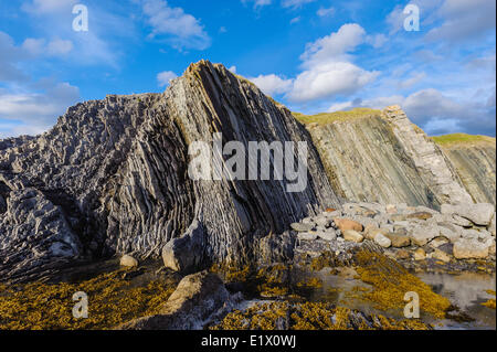 Schiefer Kalksteinfelsen am Green Point site global Stratotype für the Cambrian auf die richtige Ordovizium auf der linken Gros Stockfoto