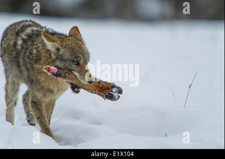 Kojote (Canis Latrans) ernähren sich von Elk Fuß einen früheren Kill. Yellowstone Wildpark an Lamar Valley Mammut fällt Wyoming Stockfoto