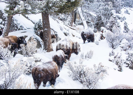 Der amerikanischen Bison (Bison Bison), Yellowstone Wildpark bei Lamar Valley Mammut fällt, Wyoming USA am 31. Dezember 2013. Stockfoto