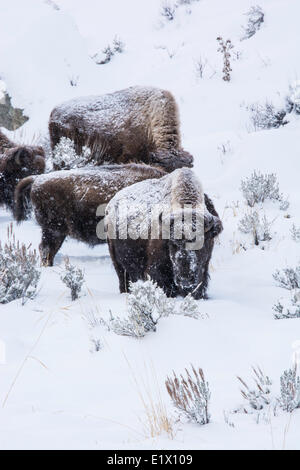 TG (Bison Bison), Yellowstone Wildpark an Lamar Valley Mammut fällt, Wyoming USA Stockfoto