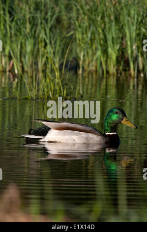 Stockente Enten, Männlich, Schwimmen im Teich mit Schilf Gräser, Nord-Ontario, Kanada. (Anas Platyrhynchos) Stockfoto