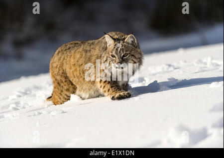 Gefangene junge Rotluchs (Lynx Rufus) im Spätwinter Gebirgs-Lebensraum von Bozeman, Montana, USA Stockfoto